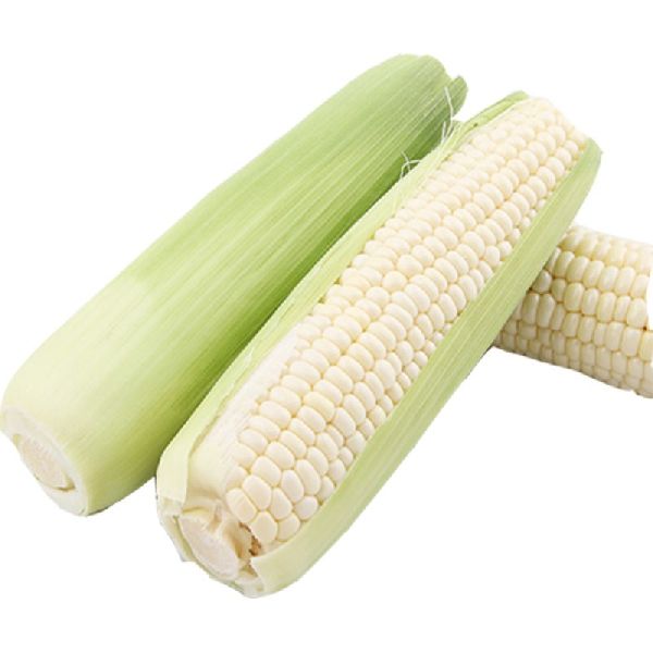 Non GMO White Corn