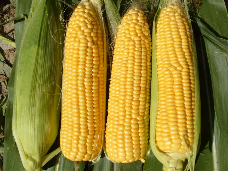 Non GMO Yellow Corn