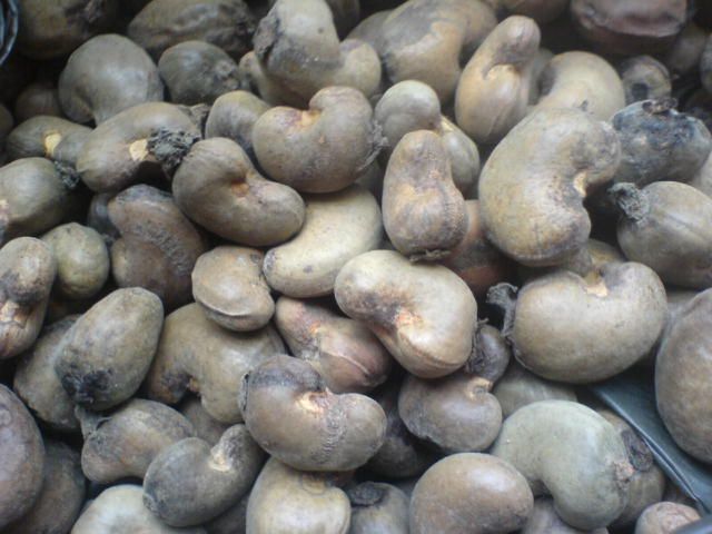 Organic Raw Cashew Nuts