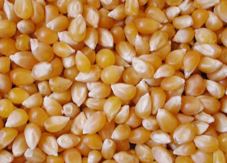 Organic Yellow Corn Seeds