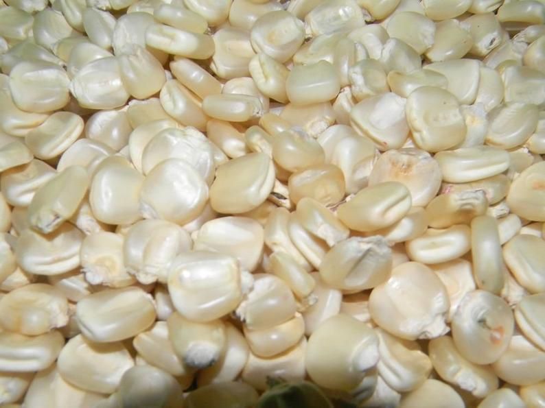 White Corn Seeds