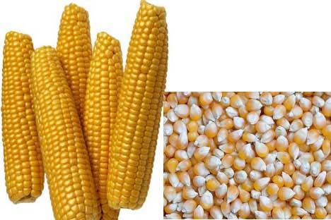 Yellow Maize Seeds