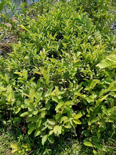VNR Bihi Guava Plants