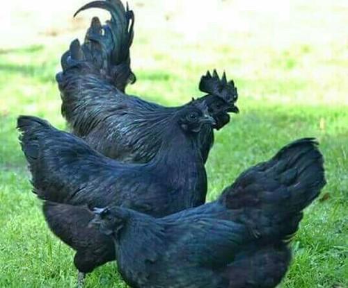 Live Kadaknath Chicken