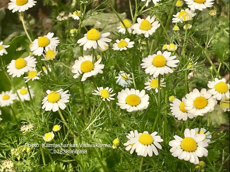 Vishvakarma Brothers in Neemuch Retailer of Chamomile Tea & Asparagus
