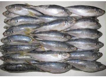 Frozen Horse Mackerel Fish