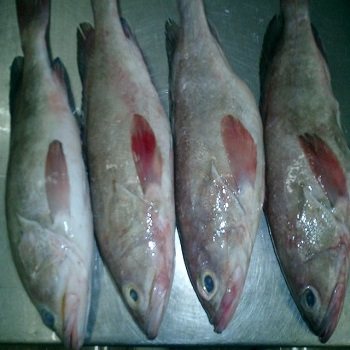 Frozen Reef Cod Fish, for Household, Mess, Restaurant, Feature : High Nutrition, High Protein