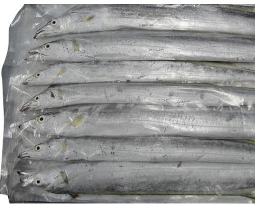 Frozen Ribbon Fish, for Cooking, Human Consumption, Making Medicine, Feature : Good For Health, Protein