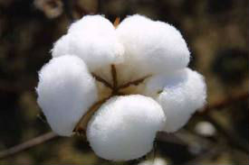 Raw cotton