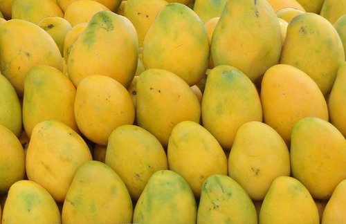 Common Fresh Mango,fresh mango, for Direct consumption, Food processing, Juice making, Variety : Alphonso