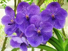 Liliums, Orchids