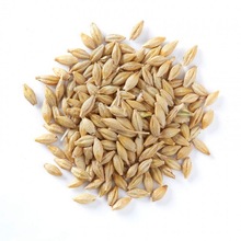 Misha Exports Common Indian Malt Barley, Certification : Apeda