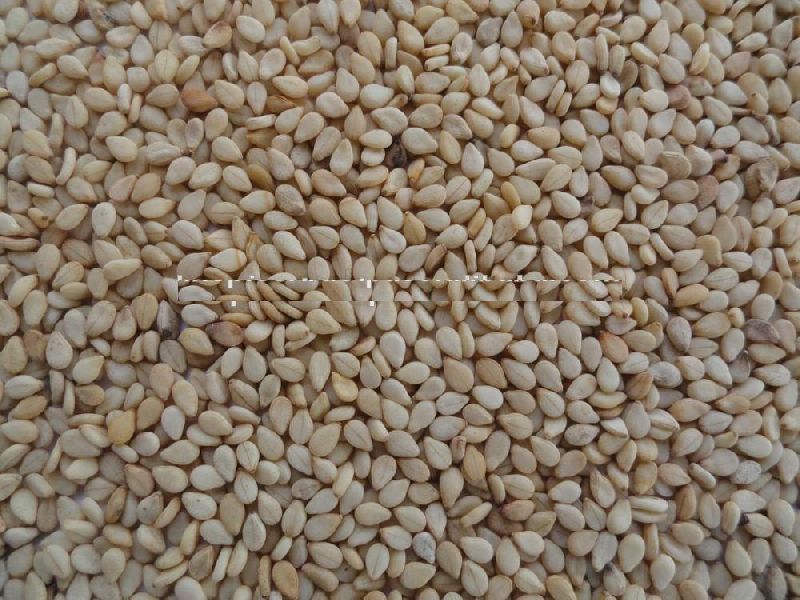 Common White Sesame Seed, Purity : 99.5%