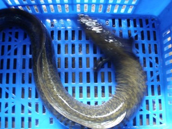 Fresh Water Live EEL fish, Certification : HACCP