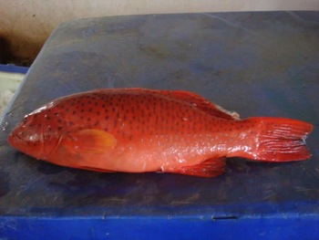 Coral Trout Grouper Fish, Style : Fresh