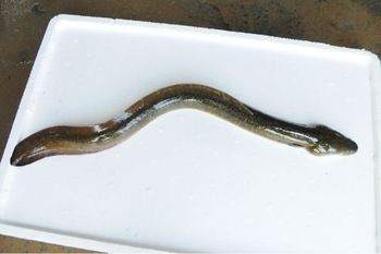Mottled eel fish, Style : Alive