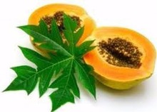 Papaya dry leaf powder