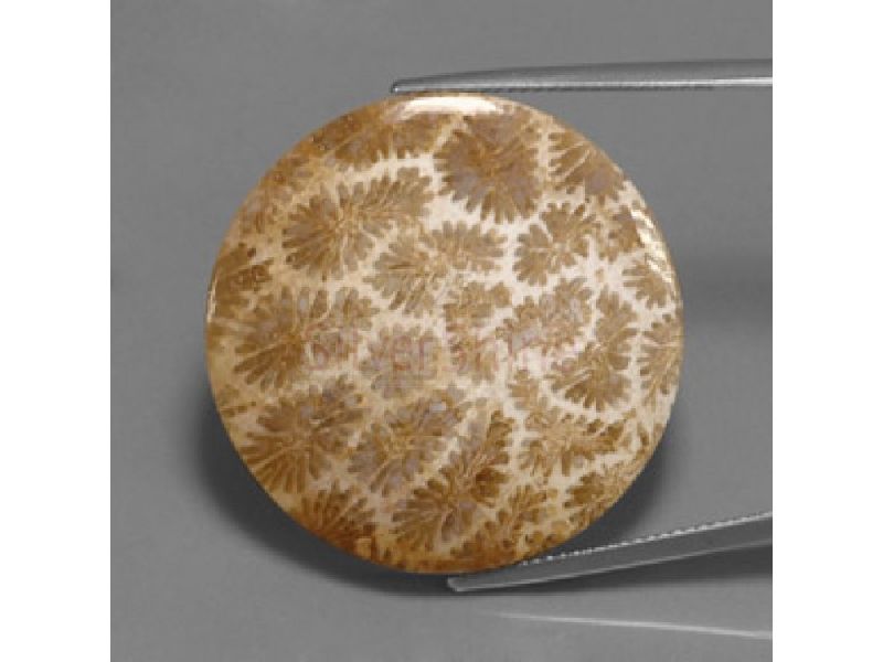 Fossil Coral Gemstone