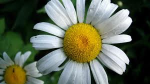 Chamomile Flower, Color : White
