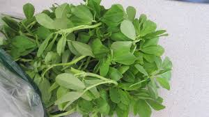 fenugreek