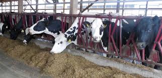 Dairy Excel Cattle Feed