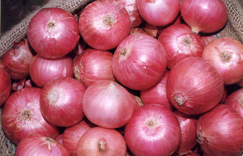 Organic fresh red onion, Packaging Size : 10kg, 25kg