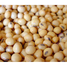 Organic Natural Soybean Seeds, Packaging Type : Plastic Bags, Pp Bags