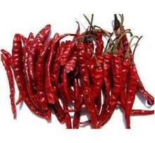 Raw dry red chilli, Length : 5-13cms