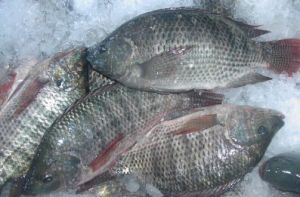 Frozen Tilapia Fish by Blue Horizon International General Trading LLC ...