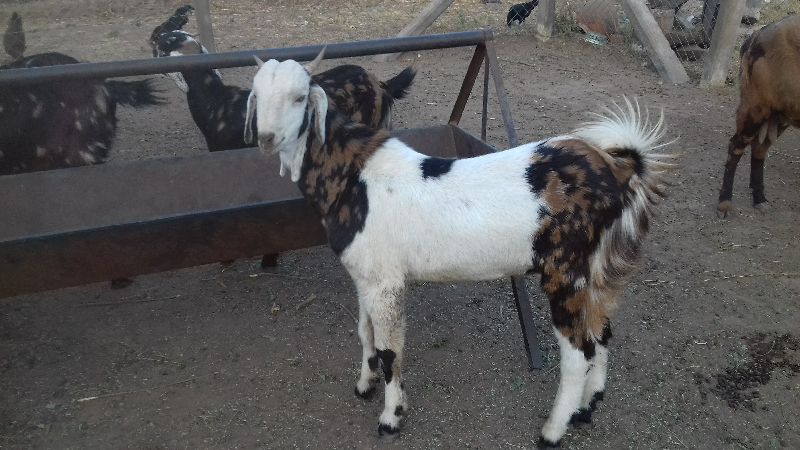 Live Gujari Male Goat, Weight : 350/kg at best price INR 350 / Kilogram ...