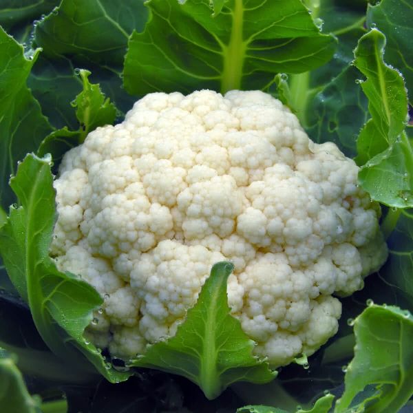 Cauliflower Seeds