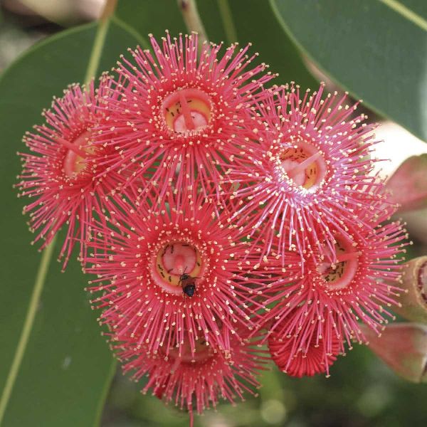 Eucalyptus Redgum Seeds