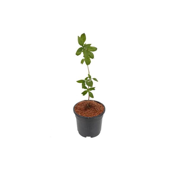 Sabja Plant