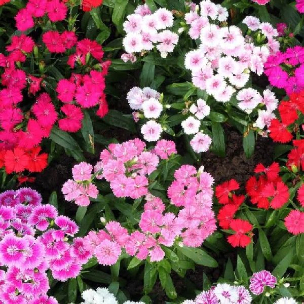 Sweet William Seeds At Best Price In Mumbai 