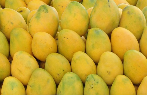 Common Fresh Mango,fresh mango, for Direct consumption, Food processing, Juice making, Style : Fresha