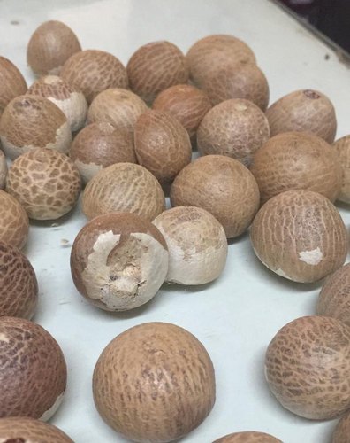 Organic Dried Betel Nuts, for Chinese Medicines, Medicine, Feature : Gluten Free, Safe To Consume