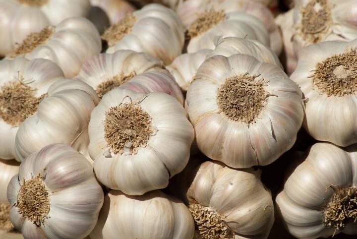 Organic fresh garlic, Feature : Gluten Free, Natural