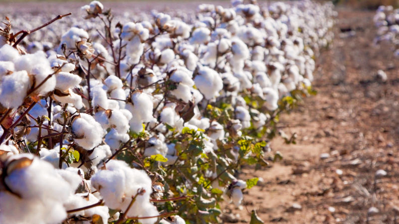 Natural Raw Cotton