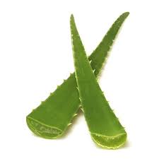 Common Aloe Vera Leaves, for Body Lotion, Making Shampoo, Juice, Soap, Feature : Easy To Grow, Good Quality