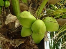 Tender coconut, Color : green