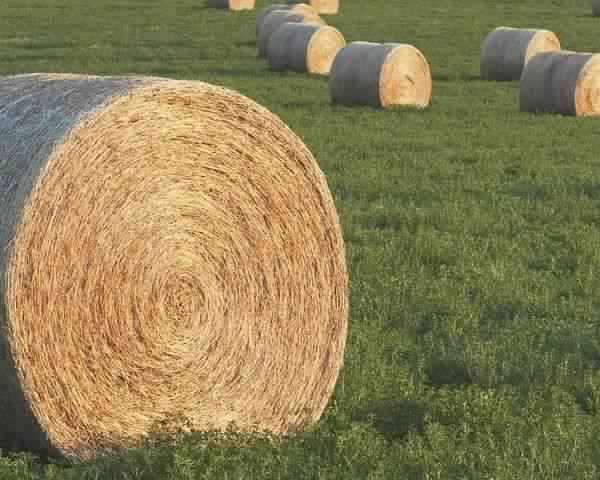Alfalfa Hay Bale