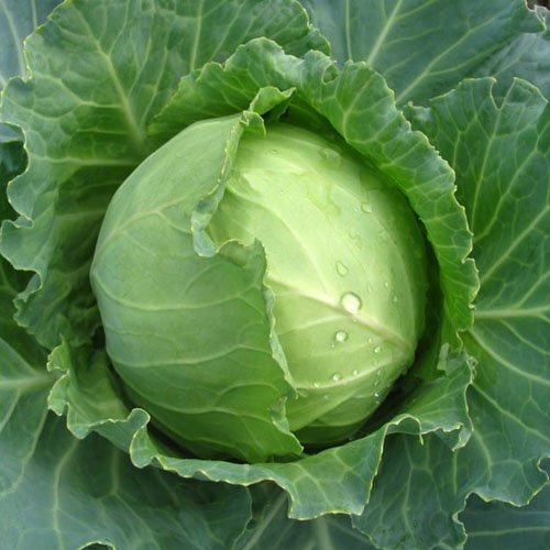 Organic Fresh Cabbage