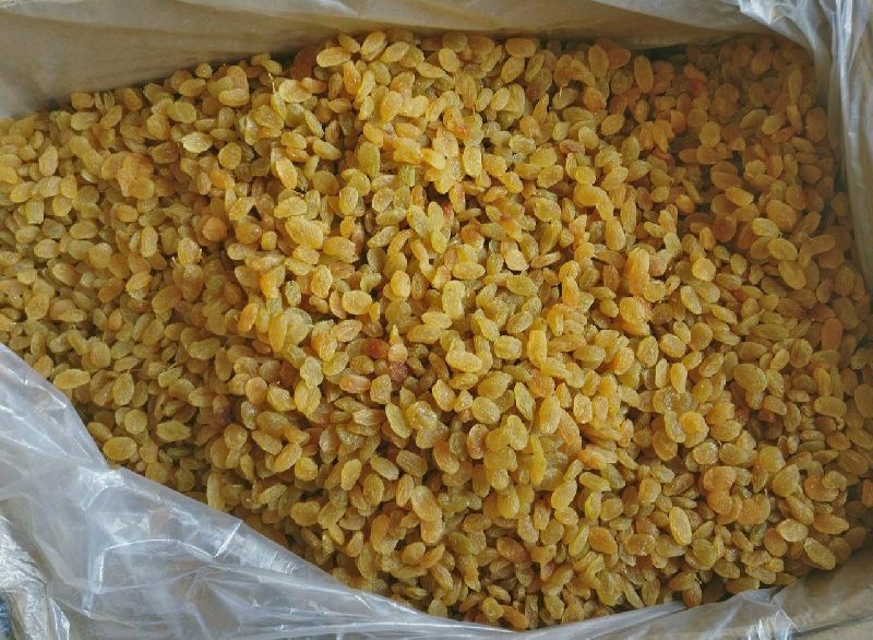 Common Golden Yellow Raisins, Packaging Type : Pp Bag, Jute Bag, Vacuum Pack
