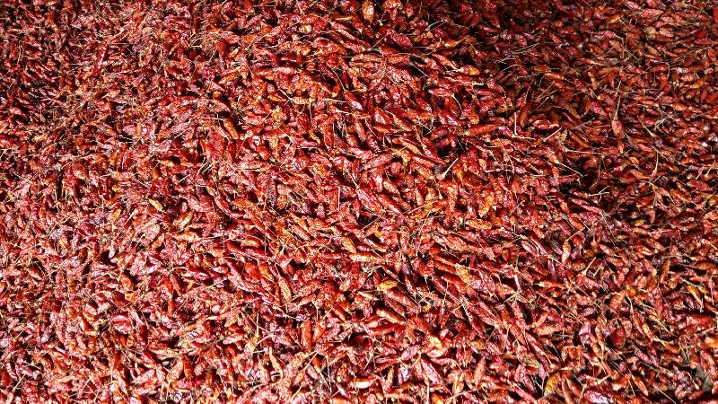 Common Organic Bird eye chillies, for Food, Taste : Spicy