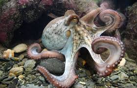 Octopus, for Cooking, Food, Human Consumption, Making Medicine, Style : Frozen