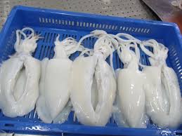 Frozen Cuttlefish, for Cooking, Food, Human Consumption, Making Medicine, Making Oil, Style : Fresh