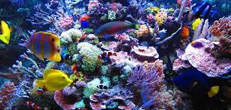 Marine Fish Tank, Color : Blue, Yellow, Golden, Pink, Silver