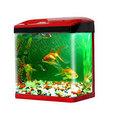 Fish Aquarium, for Cooking, Food, Human Consumption, Making Medicine, Making Oil, Packaging Type : Carton Box