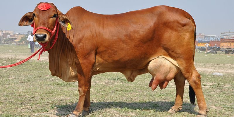 Sahiwal Cow, Color : Brown