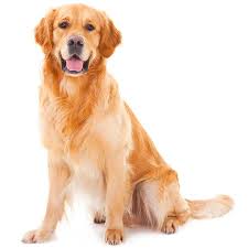 Golden Retriever Dog, Color : Cream